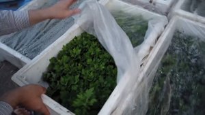 Как ВЫРАСТИТЬ и ЗАРАБОТАТЬ на ХРИЗАНТЕМЕ?