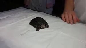 Ветеринарная помощь Осмотр черепахи