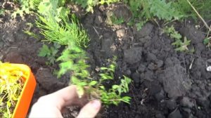 Эксперемент! Аквариумные растения в огороде! Аквариумные растения на воздухе