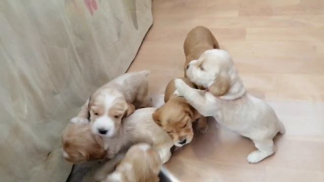 Английский кокер-спаниель смотреть онлайн