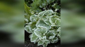 Бруннера крупнолистная Вариегата