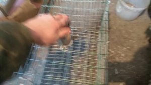 Охота ястреба и охота на ястреба