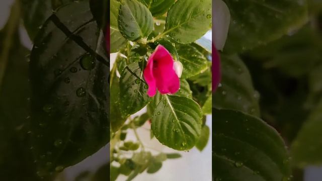 Очень не привередливое комнатное растение! Ванька мокрый!