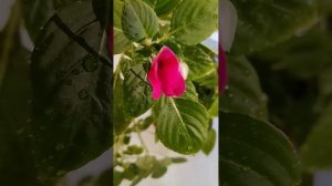 Очень не привередливое комнатное растение! Ванька мокрый!