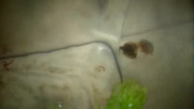 Triops australiensis (from 20 october 2018) смотреть онлайн