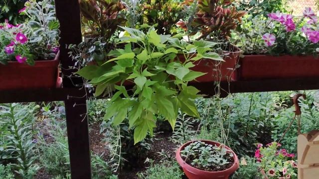 Ампельные растения для кашпо.Самые неприхотливые и быстрорастущие лианы украсят Ваш сад. Обзор.