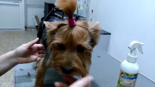 Часть 5. Йорк самостоятельная стрижка. смотреть онлайн