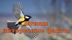 Интересные факты о птицах