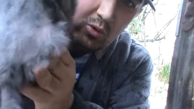 Облысение кроликов смотреть онлайн