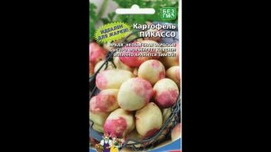 330_Как вырастить картофель из семян