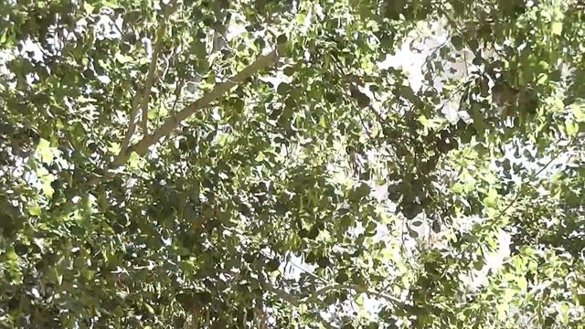 Мужик срезает финики2 смотреть онлайн