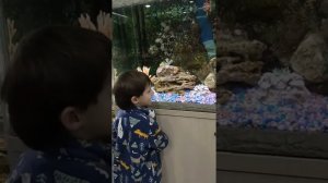 Водное царство рыбок. Зимний сад санатория Нижне Ивкино, октябрь 2022г