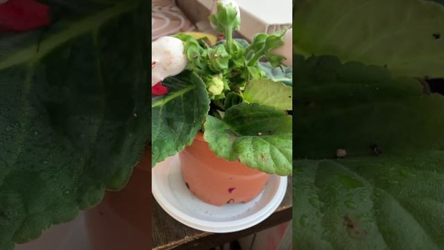 Глоксиния из Ашана 🤨зачем купила ?? смотреть онлайн