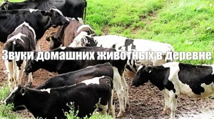 Звуки домашних животных в деревне