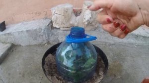 Как размножить плетистую розу. Просто и надежно!