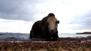 Як на Малом Море (Байкал) / Yak on Maloye Morye bay (Lake Baikal)