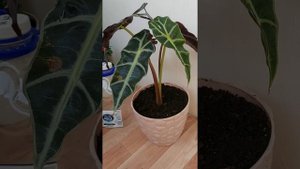 Алоказия пересадка. Бульбочки на корнях.