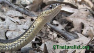 Зачем змеи высовывают язык