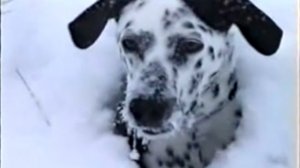 Собака плавает в снегу