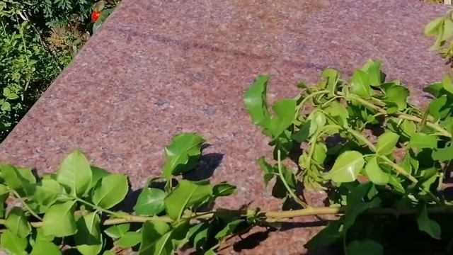 РОЗА ТРАНКВИЛИТИ (Tranquillity). РАСКОЛОЛСЯ ДВУХ МЕТРОВЫЙ БАЗАЛЬНЫЙ ПОБЕГ. Надо удалять.