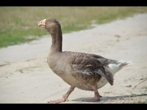 Гуси Николая, лесника. Экспедиция по гусеводческим хозяйствам №1