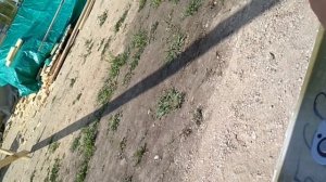 Каркасный дом на УШП своими руками. Возведение каркасных стен и установка ферм.