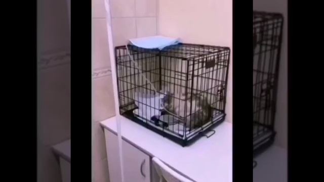 Ищут дом сильному духом котику смотреть онлайн