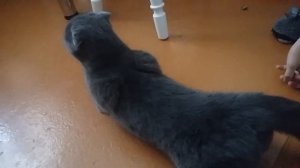 Шотландская кошка хочет гулять