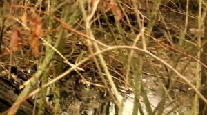 Фокстерьер гладкошерстный, прогулка 21.12.2014 года