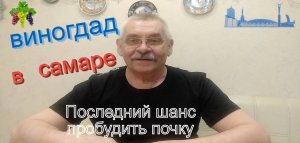 Последний шанс пробудить  почку