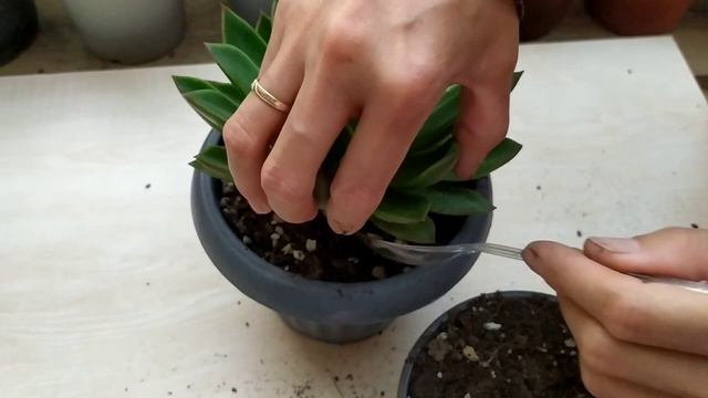 Echeveria giva green sukulenti hızlı büyümesi için saksı değiştirdik смотреть онлайн