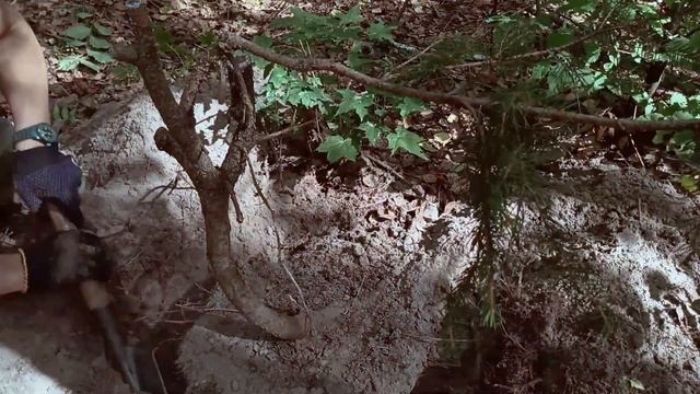 ОХOТА на ЯМАДОРИ. ЕЛЬ. | Yamadori hunting. The Spruce (Picea abis). смотреть онлайн