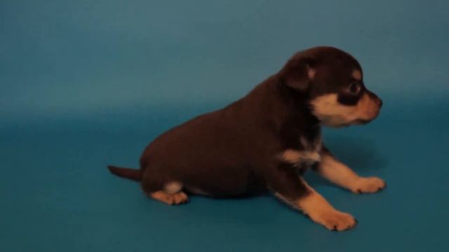 Коричнево-подпалый русский той терьер продается смотреть онлайн