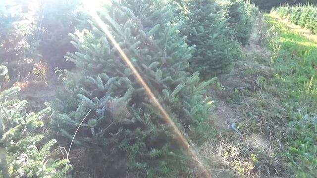 27108 Пихта Фразера срезанная смотреть онлайн