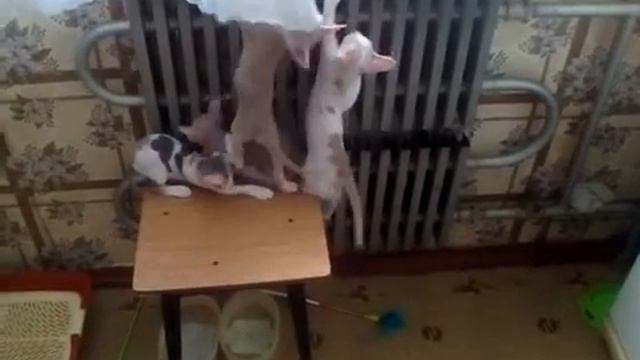 Котёнок решил покататься на занавески. смотреть онлайн