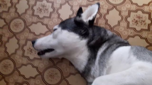 Собачьи сны. Что снится собакам? смотреть онлайн