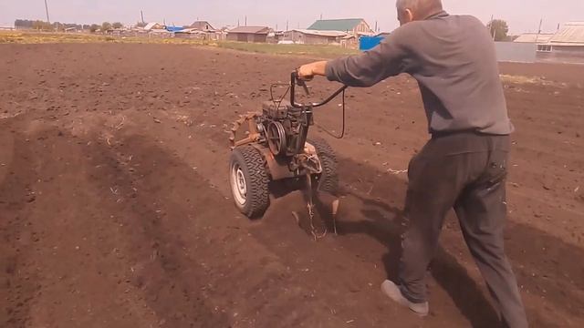 Посадка картофеля в гребни мотоблоком