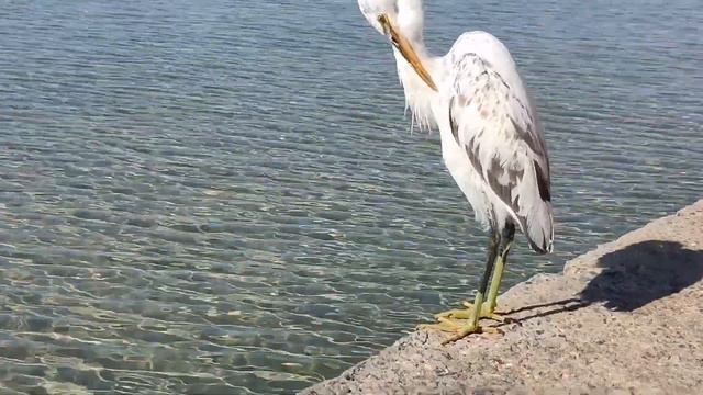 bird, Palm Royale, Soma Bay смотреть онлайн