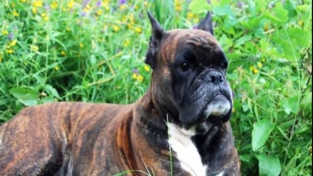 Топ 5. Самые опасные породы собак в мире