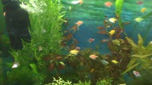 Аквариумные растения и тернеция глофиш.