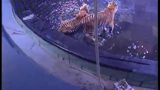 Цирк братьев Запашных - аттракцион "среди хищников" смотреть онлайн