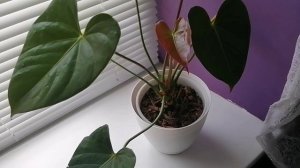 Антуриум. Сорт Принцесса Амалия Элеганс. Уход за антуриумом.