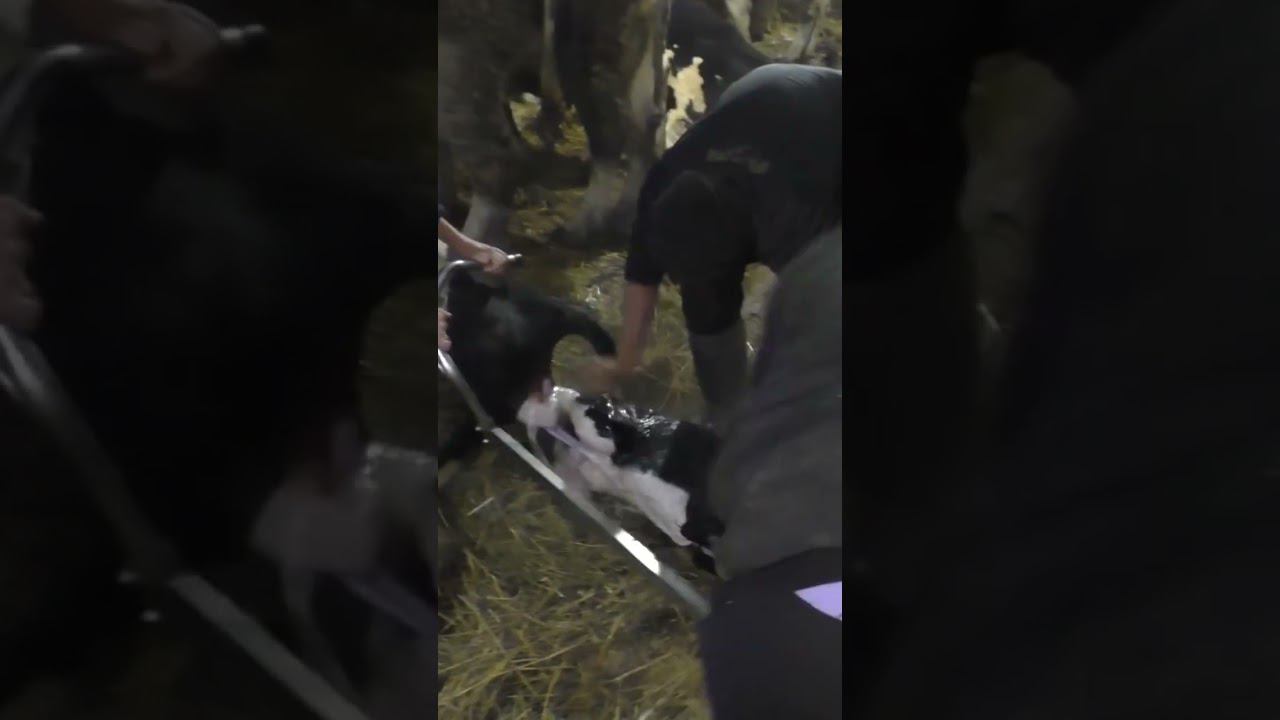 Рождение телёнка! смотреть онлайн