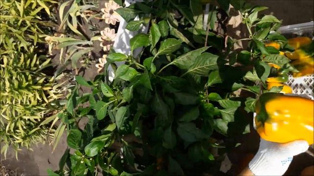 СЛАДКИЙ ПЕРЕЦ-ДВА ЛУЧШИХ ГИБРИДА ДЛЯ СИБИРИ. Гибриды толстостенного перца на 2021 год смотреть онлайн