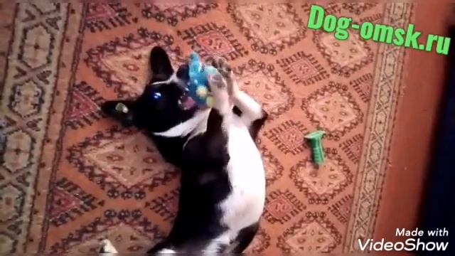 Привет от нашего бывшего питомца ЧАПИКА смотреть онлайн