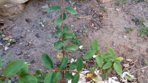 Вот так : жимолость  зацвела в сентябре !