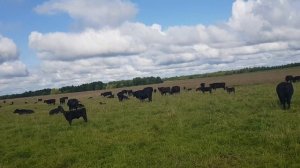Полевые условия Абердин Ангус беспривязное содержание Field conditions Aberdeen Angus loose cont
