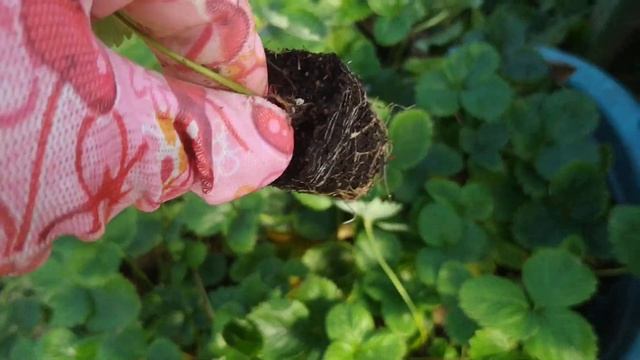 Гортензии, заменили другие саженцы, забыла о земляники. Поздняя пересадка. смотреть онлайн