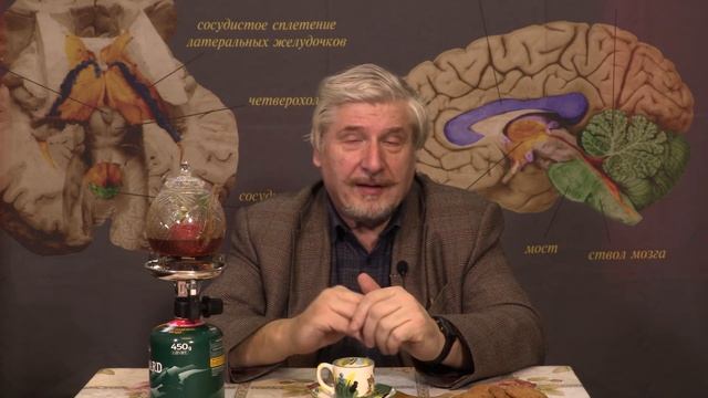 Умные вороны