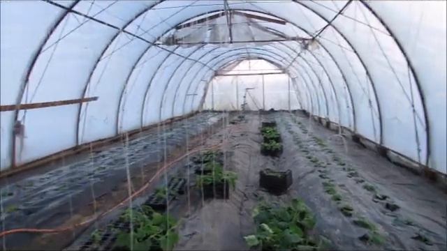 Первый день нового тепличного сезона...высаживаем огурцы... смотреть онлайн